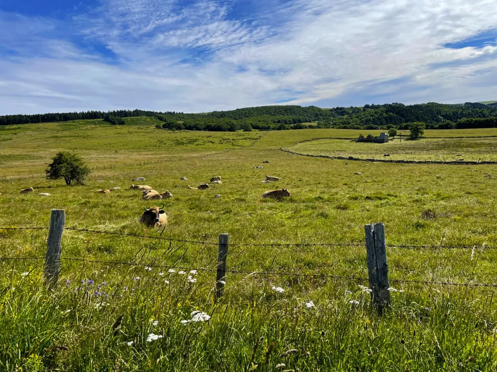 GRP - Tour des Monts d'Aubrac étape Saint-Chély-d'Aubrac à Laguiole