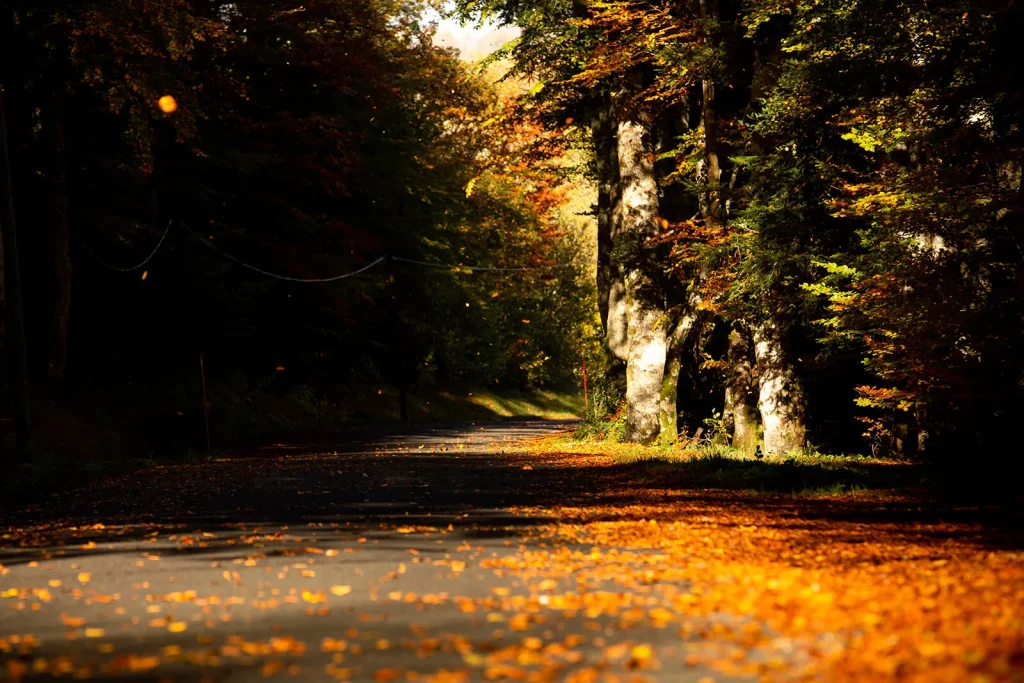 foret-aubrac-automne