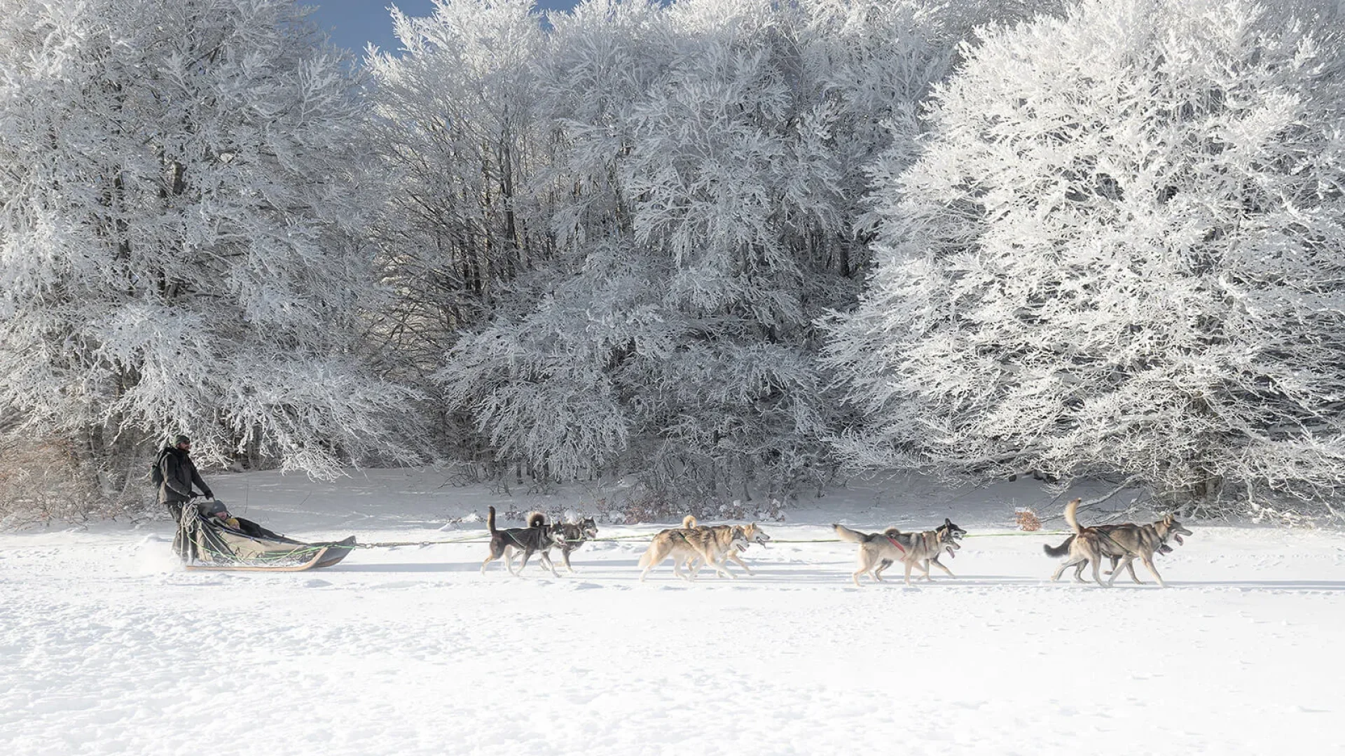 Chiens de traineau station de ski Laguiole Aubrac