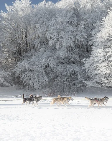 Chiens de traineau station de ski Laguiole Aubrac