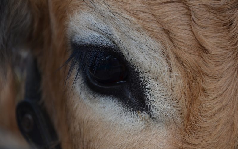 Oeil vache Aubrac