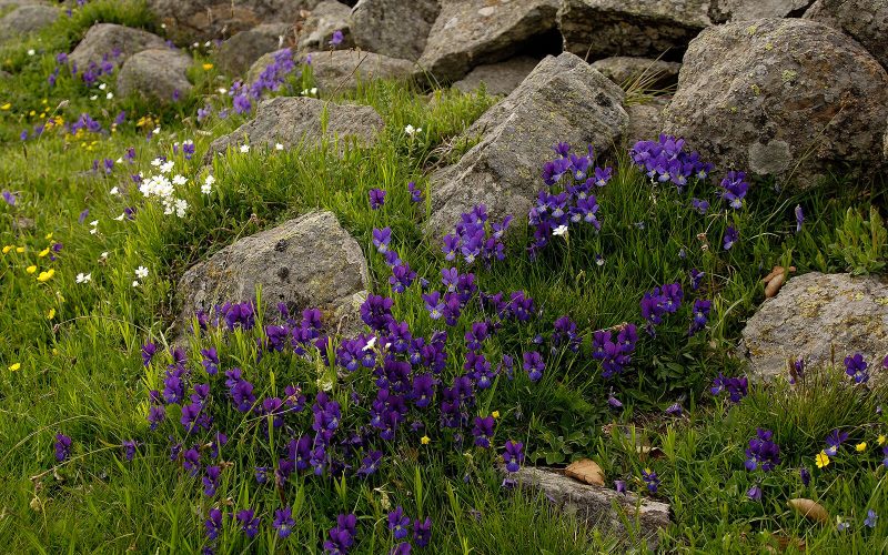 Fleur plateau de l'Aubrac